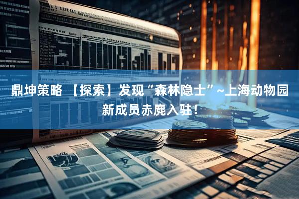鼎坤策略 【探索】发现“森林隐士”~上海动物园新成员赤麂入驻！