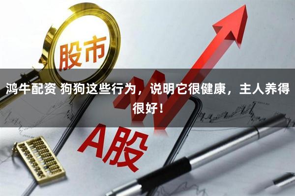 鸿牛配资 狗狗这些行为，说明它很健康，主人养得很好！